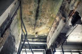 Why You Should Choose Our Mold Remediation Services in Philmont, NY